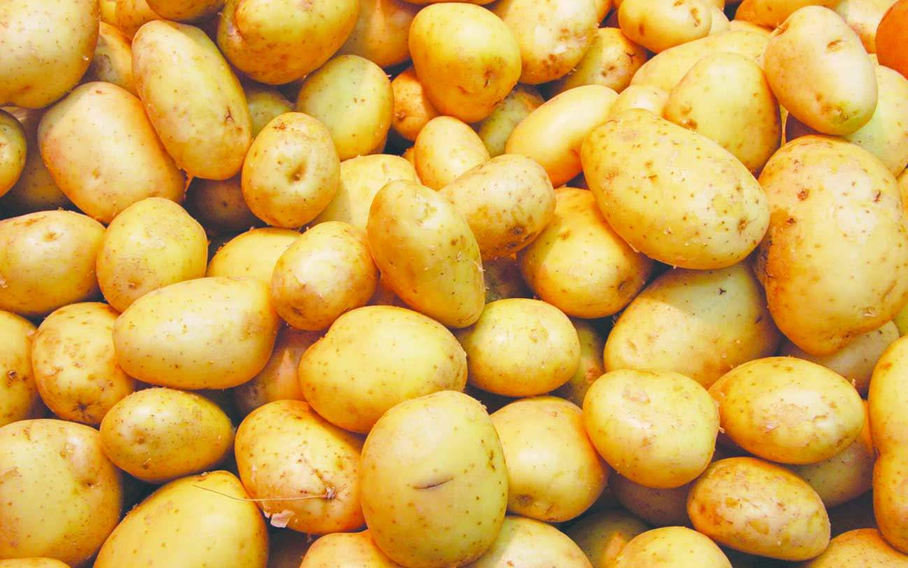 البطاطس