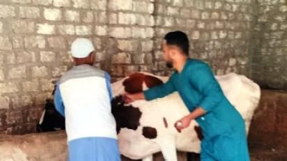 الحمي القلاعية