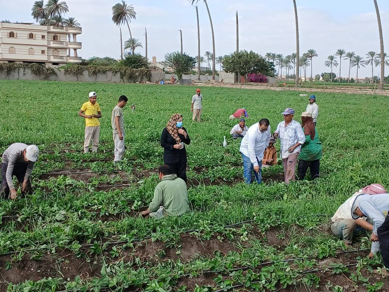 وزارة الزراعة