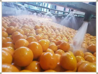 البرتقال ارشيفية