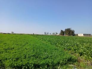 محافظة الاسماعيلية