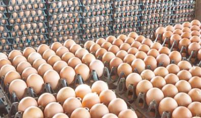 أسعار البيض