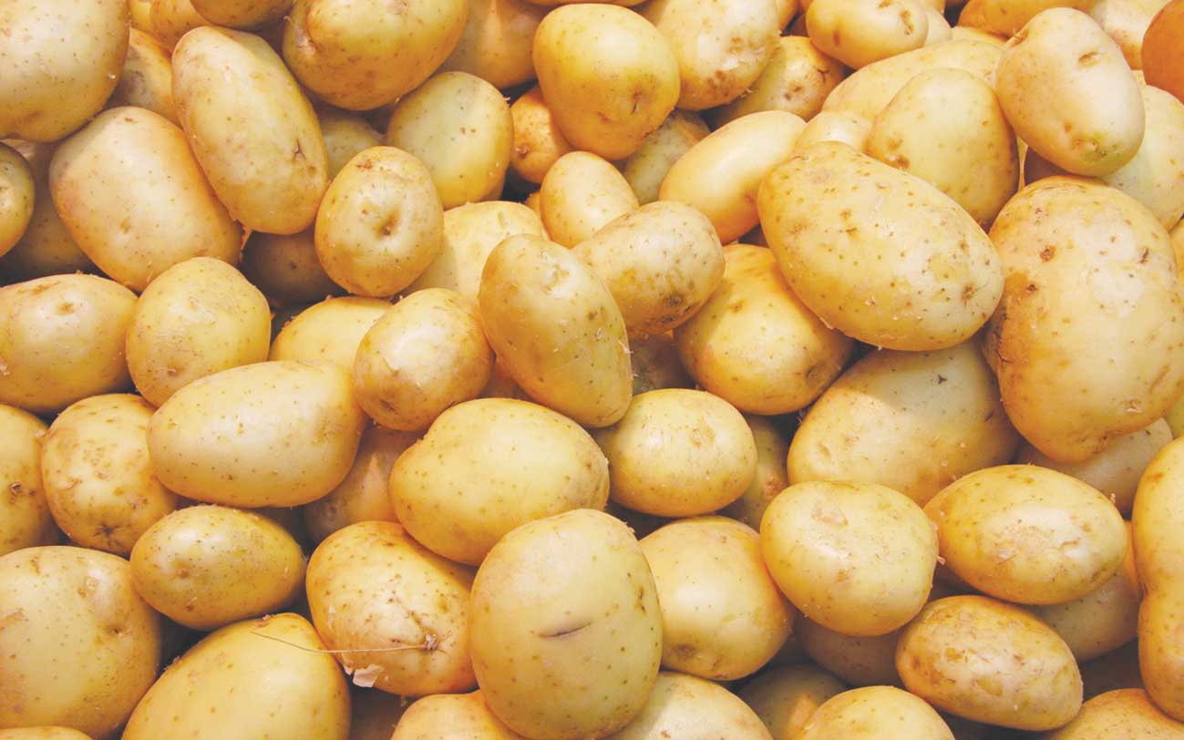 البطاطس ارشيفية