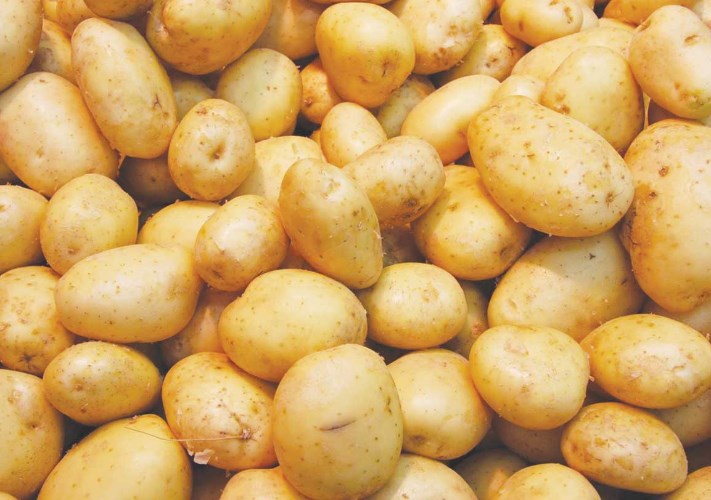 تقاوي البطاطس