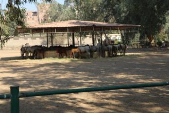 محطة الزهراء