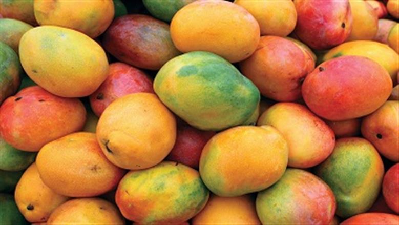المانجو