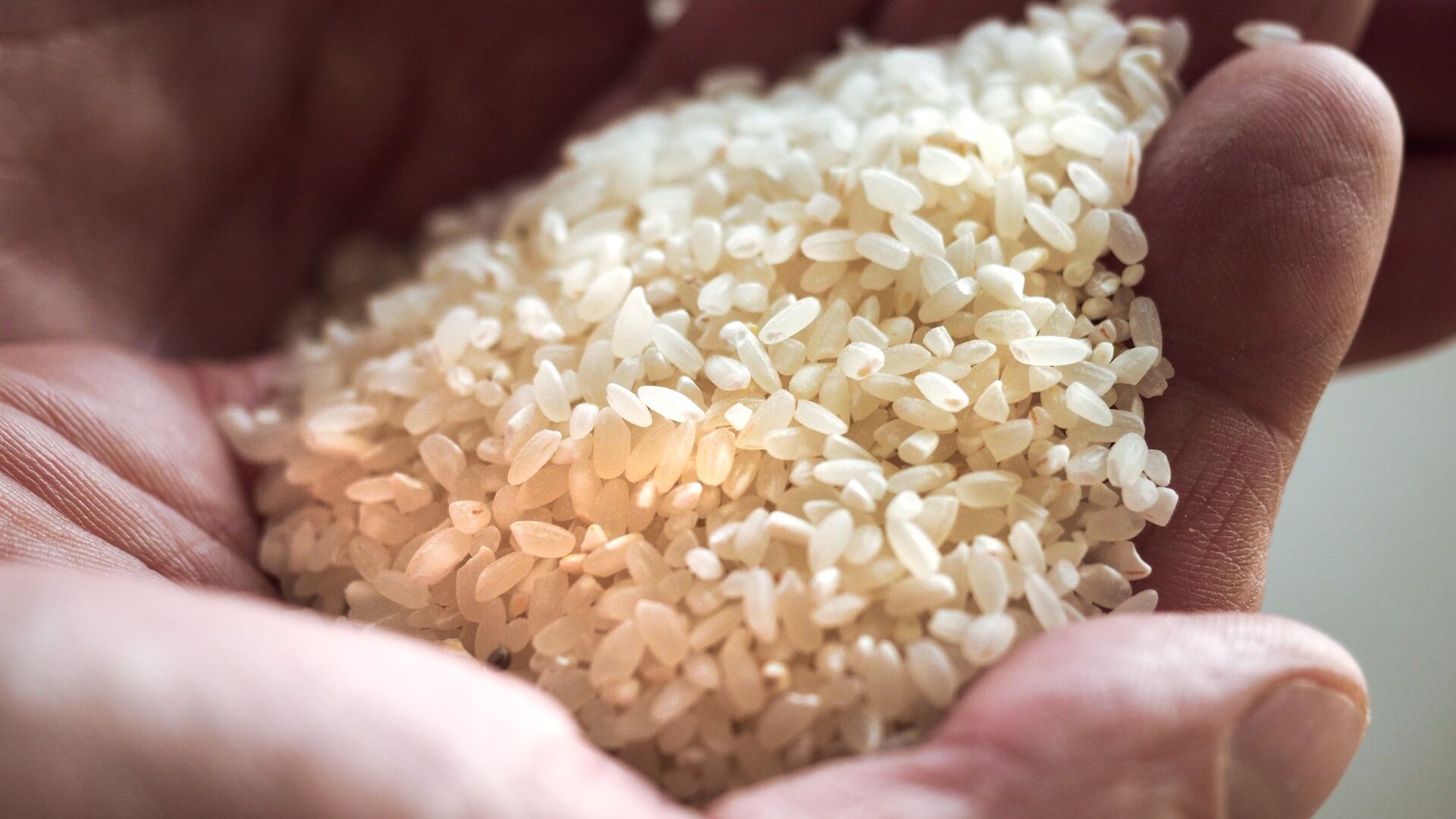الأرز