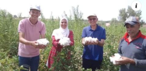 القطن