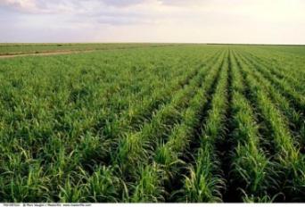  العامة لاستصلاح الأراضي والتنمية والتعمير