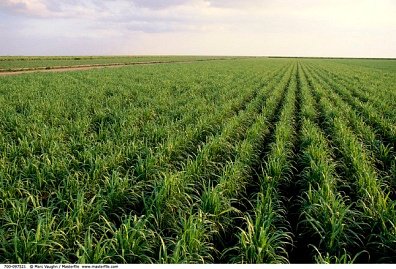  العامة لاستصلاح الأراضي والتنمية والتعمير