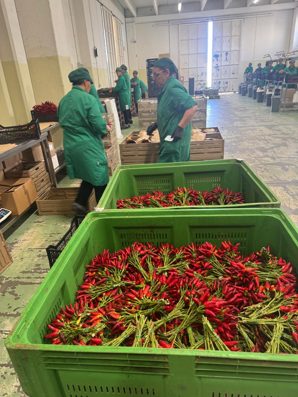 الوفد الزراعي