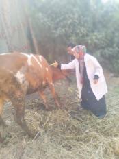 محافظة الجيزة
