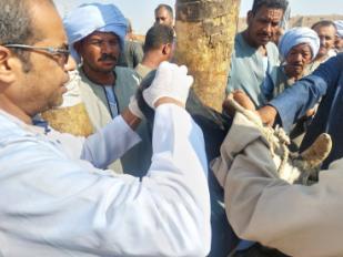 الحملة