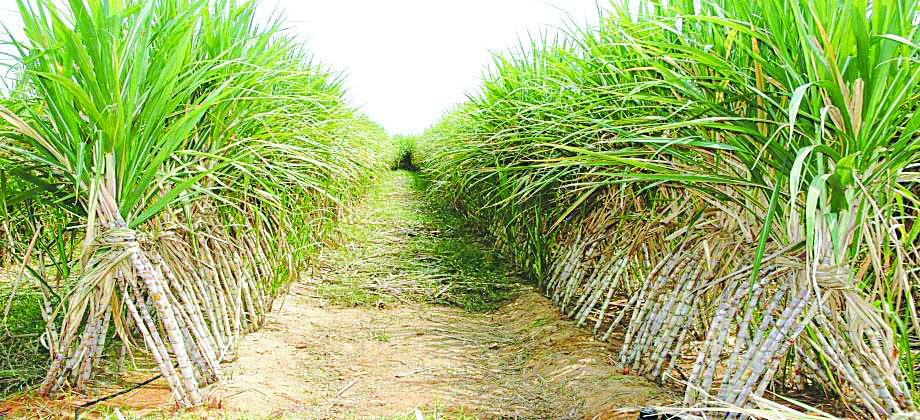 القصب ارشيفيه 