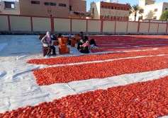 وزارة الزراعة ارشيفيه 
