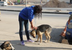 تعقيم الكلاب ارشيفيه 