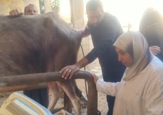 تحصين الماشية أرشيفية 