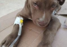 علاج الطب البيطري