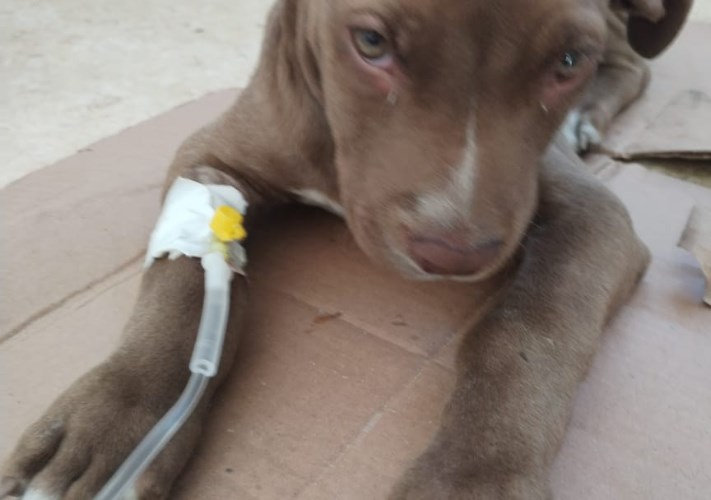 علاج الطب البيطري