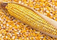 الأعلاف أرشيفية 