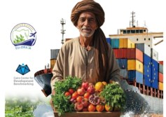 تصدير الخضروات 