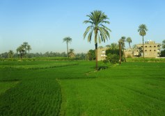  الأراضي الزراعية 