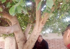 زراعة الاشجار