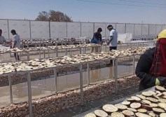 تجفيف الباذنجان 