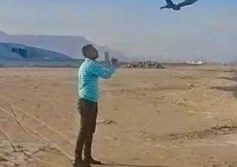 اطلاق سراح الصقور