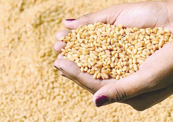 شركة “تكنو سيدز“ لتكنولوجيا البذور والتقاوي