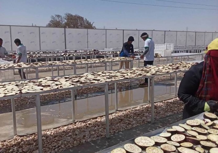 تجفيف الباذنجان 