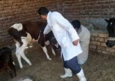 "الزراعة" تُطلق غدا الحملة القومية لتحصين الماشية ضد مرض الحمى القلاعية