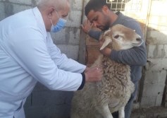 المواشي ارشيفية
