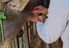 تحصين الماشية 