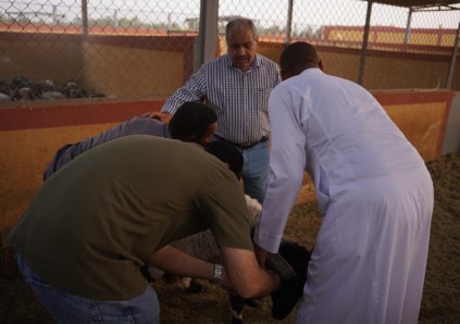 جانب من توزيع الأكباش