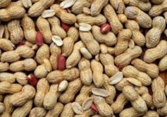 فول سوداني 
