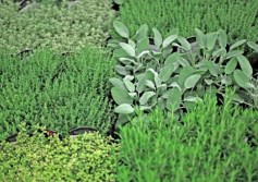 النباتات العطرية والطبية