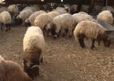 اللحوم أرشيفية 