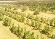 شركة «أفرولاند» للتنمية الزراعية