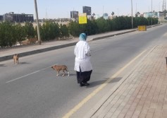 تطعيم الكلاب الضالة