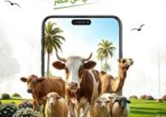 مواشيك