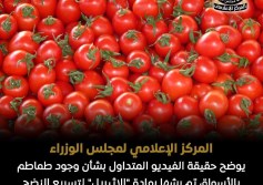 الطماطم ارشيفية