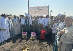 البطاطس 
