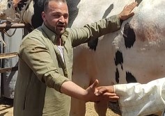 اضخم عجل في مصر 