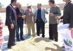 حركة توريد القمح ببورسعيد