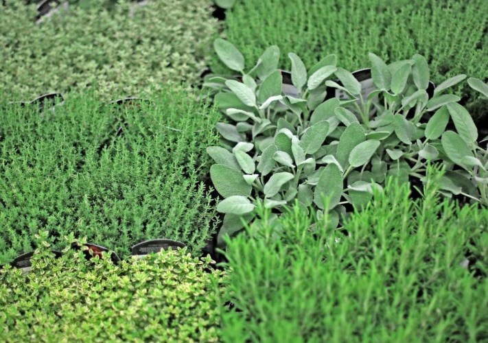 النباتات العطرية والطبية