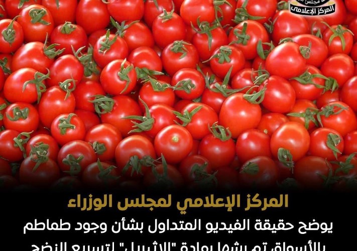 الطماطم ارشيفية
