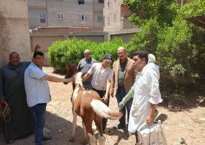 القافلة البيطرية