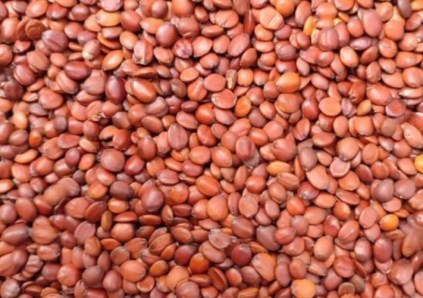 نبات الجوجوبا