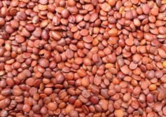 نبات الجوجوبا